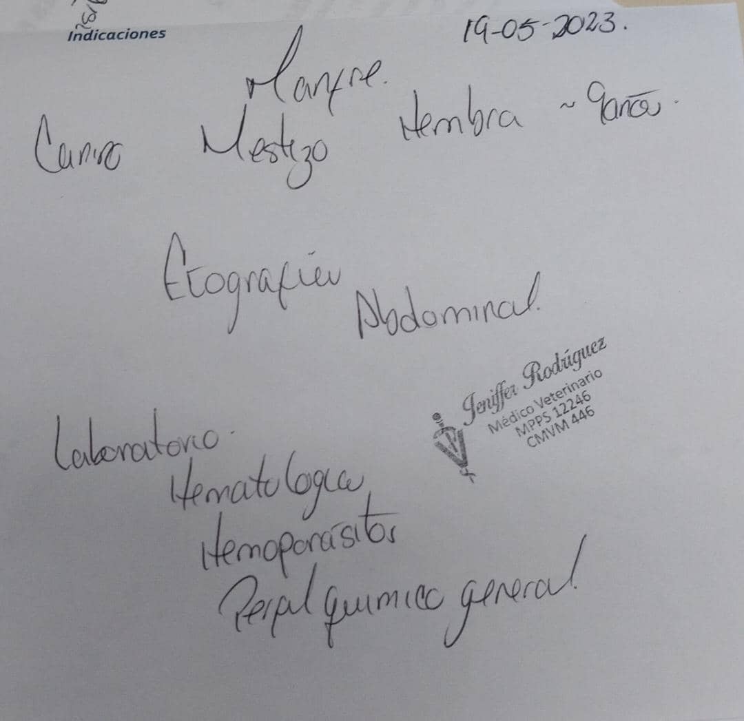 apoyocanino's tweet photo. Todos recordamos a la amorosa #Manfer de #Guigue.❣️
Injustamente después de haber sido rescatada, esterilizada, adoptada por una bella familia y tratada por su TVT, hoy Manfer necesita de nuestra ayuda de nuevo. 💔 https://t.co/GfIYwseJSy