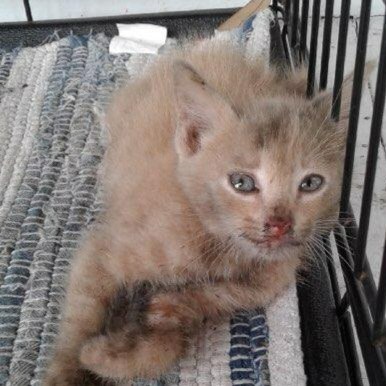 Save Our Strays tweet media