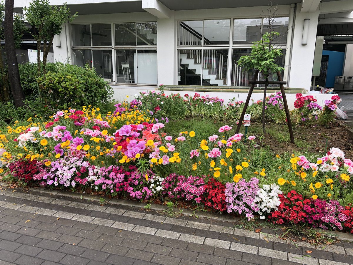 hanapro3's tweet photo. 【活動報告】
先日、「はなさかの日」と題して学生ボランティアを募集し、一緒に園芸を行いました💐

なんと5名の方に参加していただきました😳

雨の中の作業で大変でしたが、とても綺麗になりました✨

#はなさかプロジェクト　#ボランティア https://t.co/uGFrMlN5ad