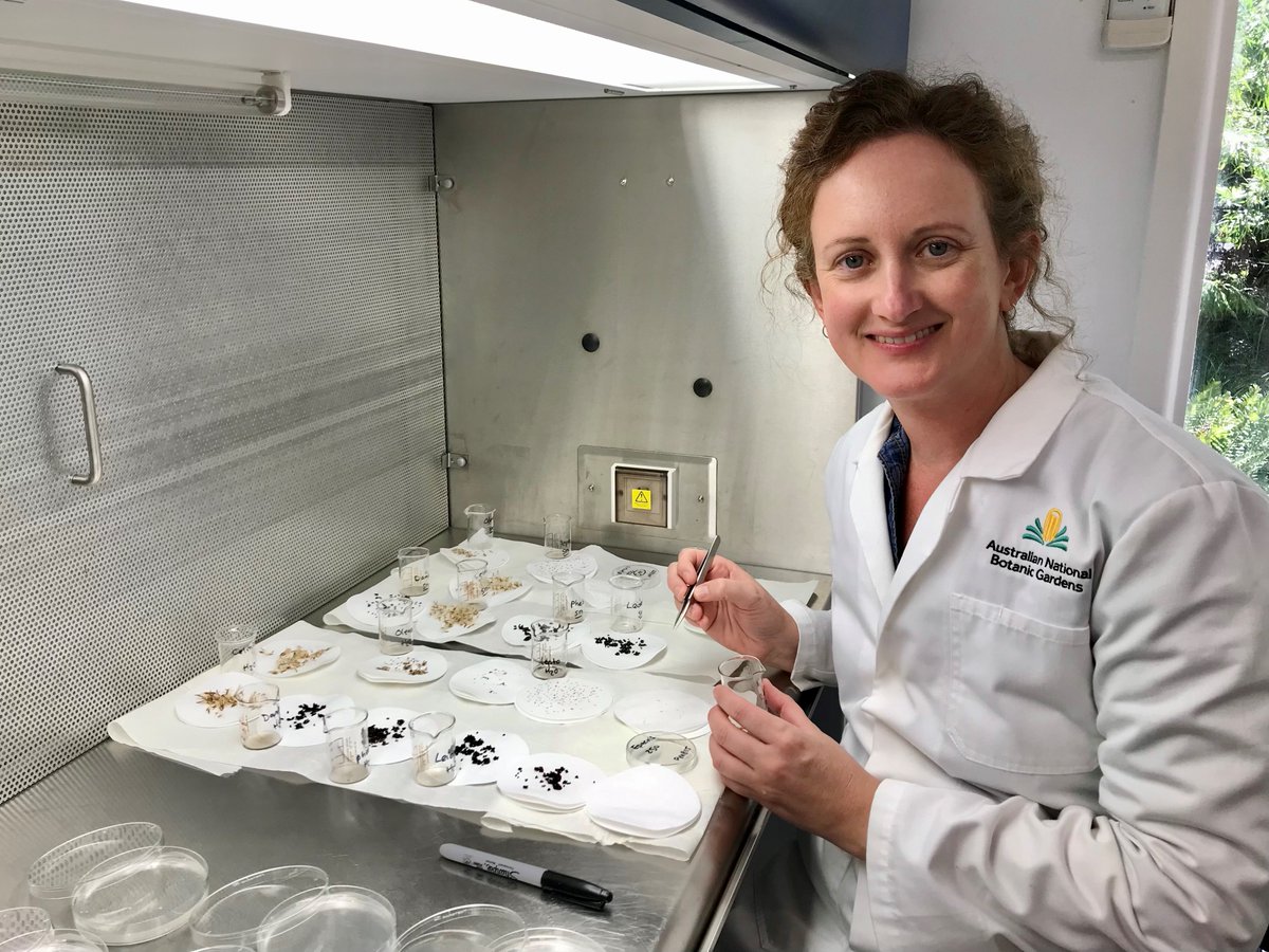 'What's the use of saving seeds if we don’t know how to turn them back into plants?' Seed Biologist, Dr Gemma Hoyle is working out what our 'Survive and Thrive' seeds need to germinate – not always easy when it comes to Australia's flora! parkstrust.org.au/project/surviv… 📷@ANBG