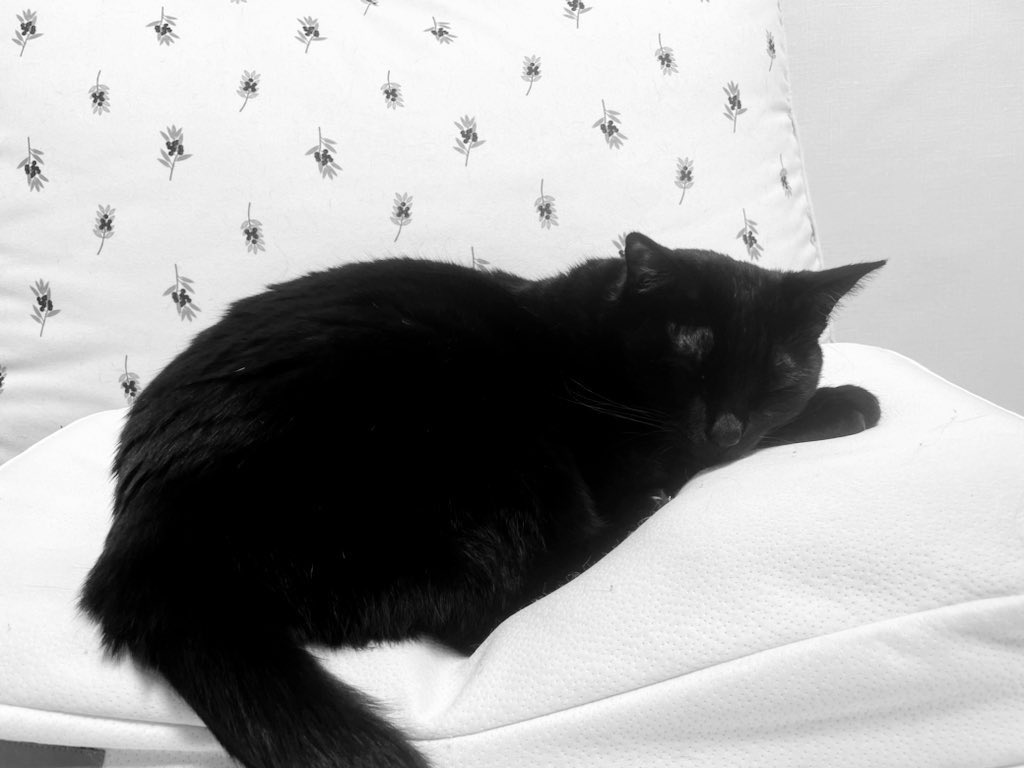 blacksesame_'s tweet image. 흑백필터로 찍을 때도 재미있는 꺼문고영