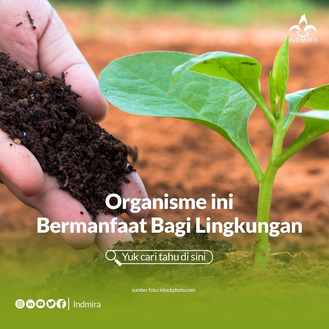 indmira's tweet photo. Mikroorganisme merupakan makhluk hidup kecil yang memiliki peranan penting untuk kehidupan. Kita dapat menemui mikroorganisme ini di lingkungan sekitar pekarangan terutama ketika kita bersentuhan langsung dengan tanah, tanaman atau hewan. https://t.co/giymlRLD2l