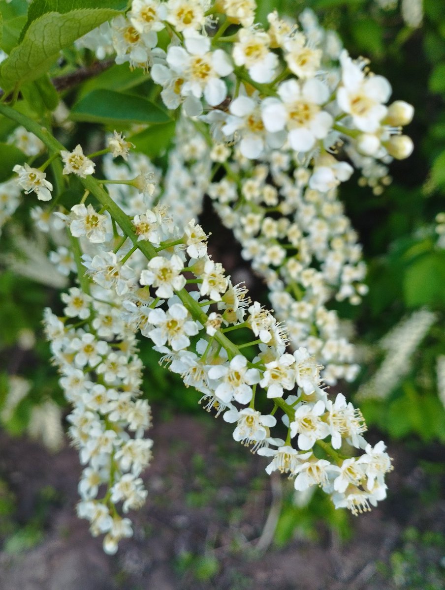 Gm web3 family ☕

here are some beautiful plants from the place of the garden ☘️