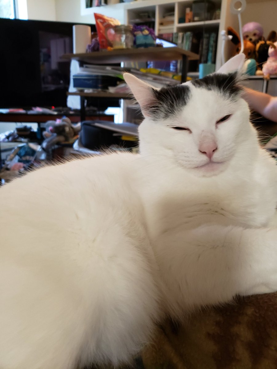 LacyAzlin's tweet photo. my cats being cuddly https://t.co/EpqT8LRg2O