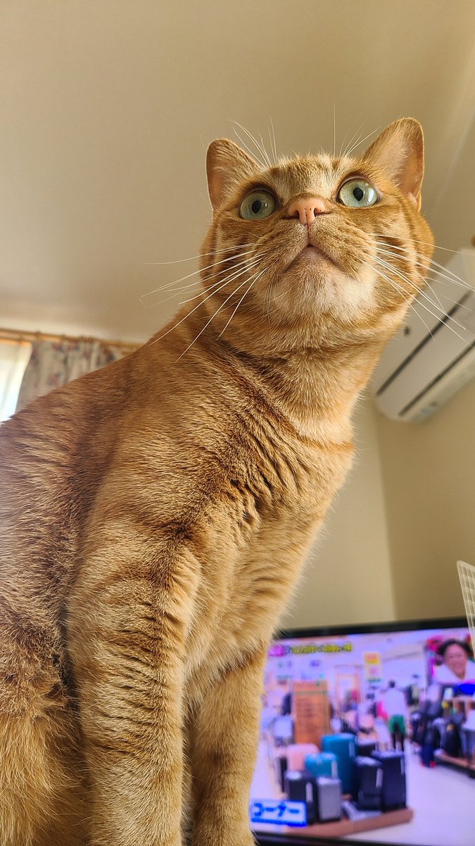 Wyy0iGDlBXG7iM2's tweet photo. 可愛い！！！！！！
もふもふたまらん
 #猫がいる暮らし 
 #猫好きさんと繋がりたい 
 #猫がいる幸せ 
 #猫がいる生活 
 #茶トラ https://t.co/dxsgb2sEoq