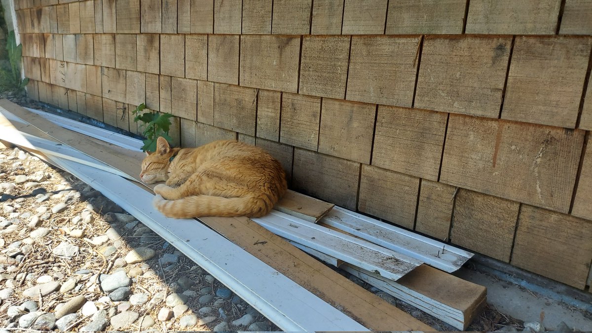 @flyingsnow Mine prefers the baseboard we pulled out. 🤷‍♀️