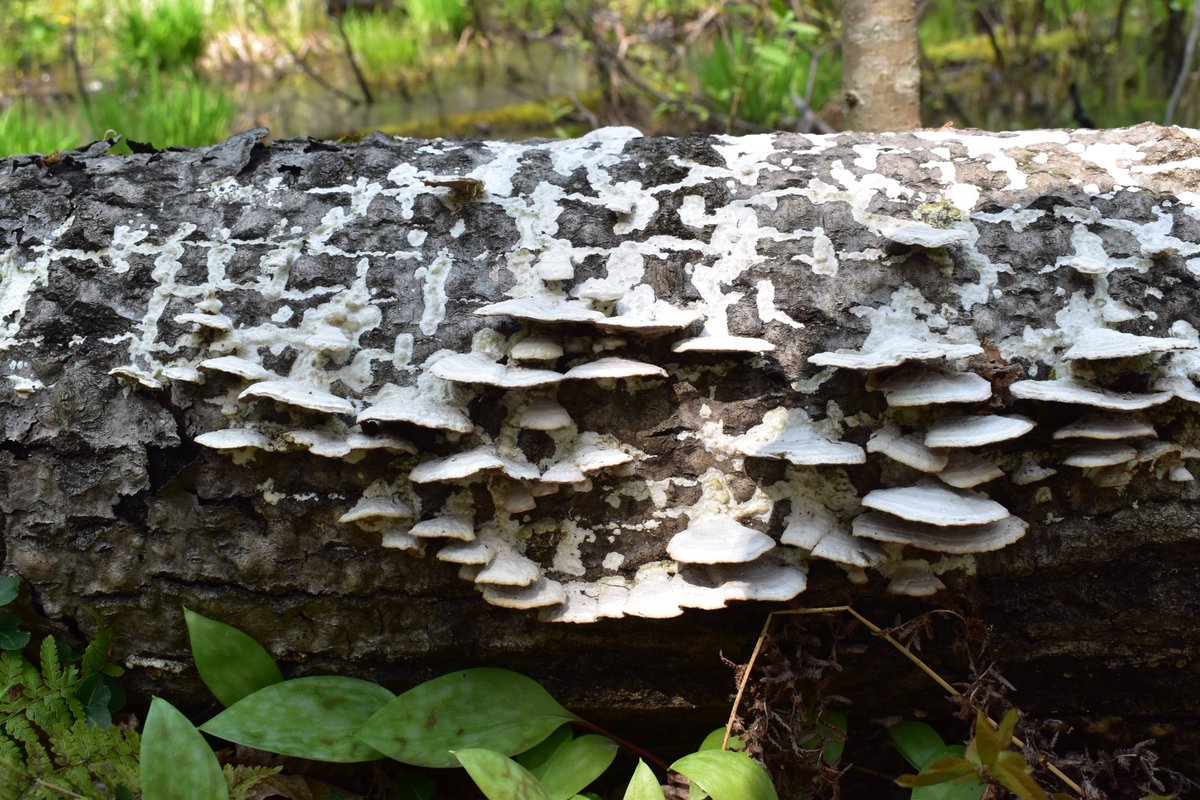 A work of art #MushroomMonday

#fungi #mushrooms #mycology #mushroomtwitter #nature #naturelovers 
#Michigan #UpperPeninsula #hiking #forest