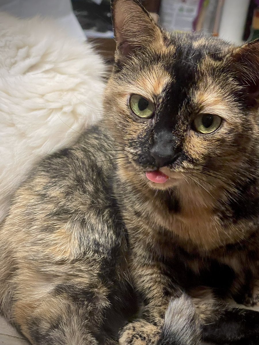 *blep* from kittyboy, Oliver. 💜

#caturday #CatsOfTwitter #tortie #CatsOnTwitter #cats #CatsAreFamily