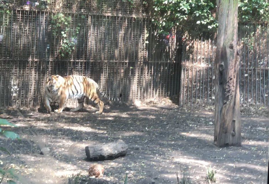 quival20's tweet image. Visitando a XIN XIN 🐼🎋🎋#zoologicodechapultepec @OneTorrecin