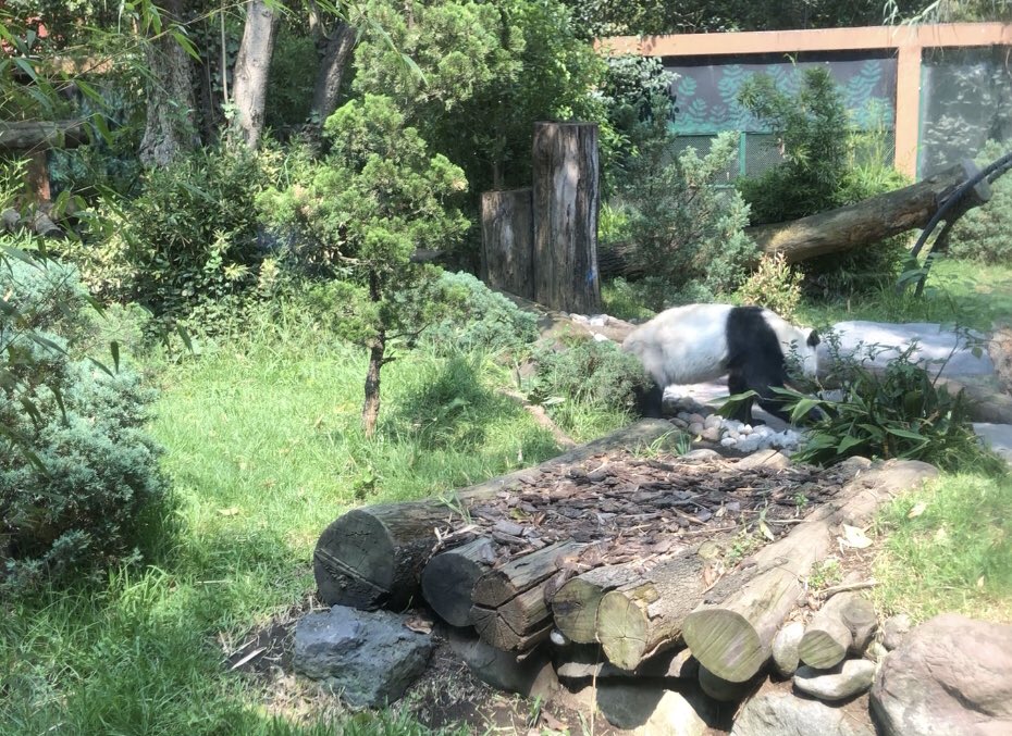 quival20's tweet image. Visitando a XIN XIN 🐼🎋🎋#zoologicodechapultepec @OneTorrecin