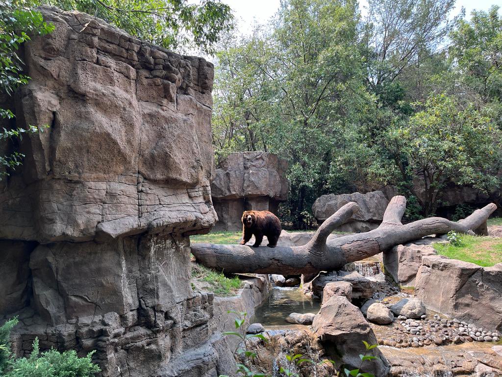 quival20's tweet image. Visitando a XIN XIN 🐼🎋🎋#zoologicodechapultepec @OneTorrecin