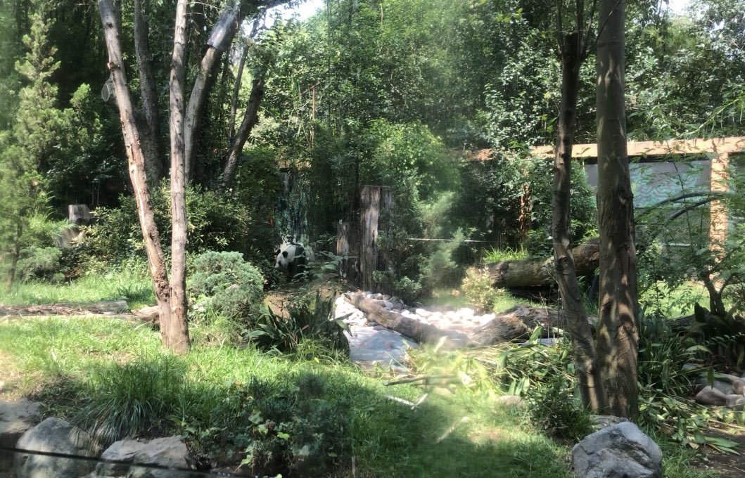 quival20's tweet image. Visitando a XIN XIN 🐼🎋🎋#zoologicodechapultepec @OneTorrecin