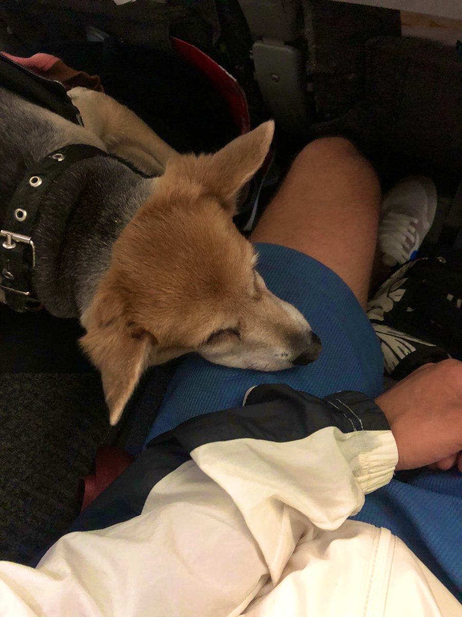Si bueno pero también esto ♥️🐕