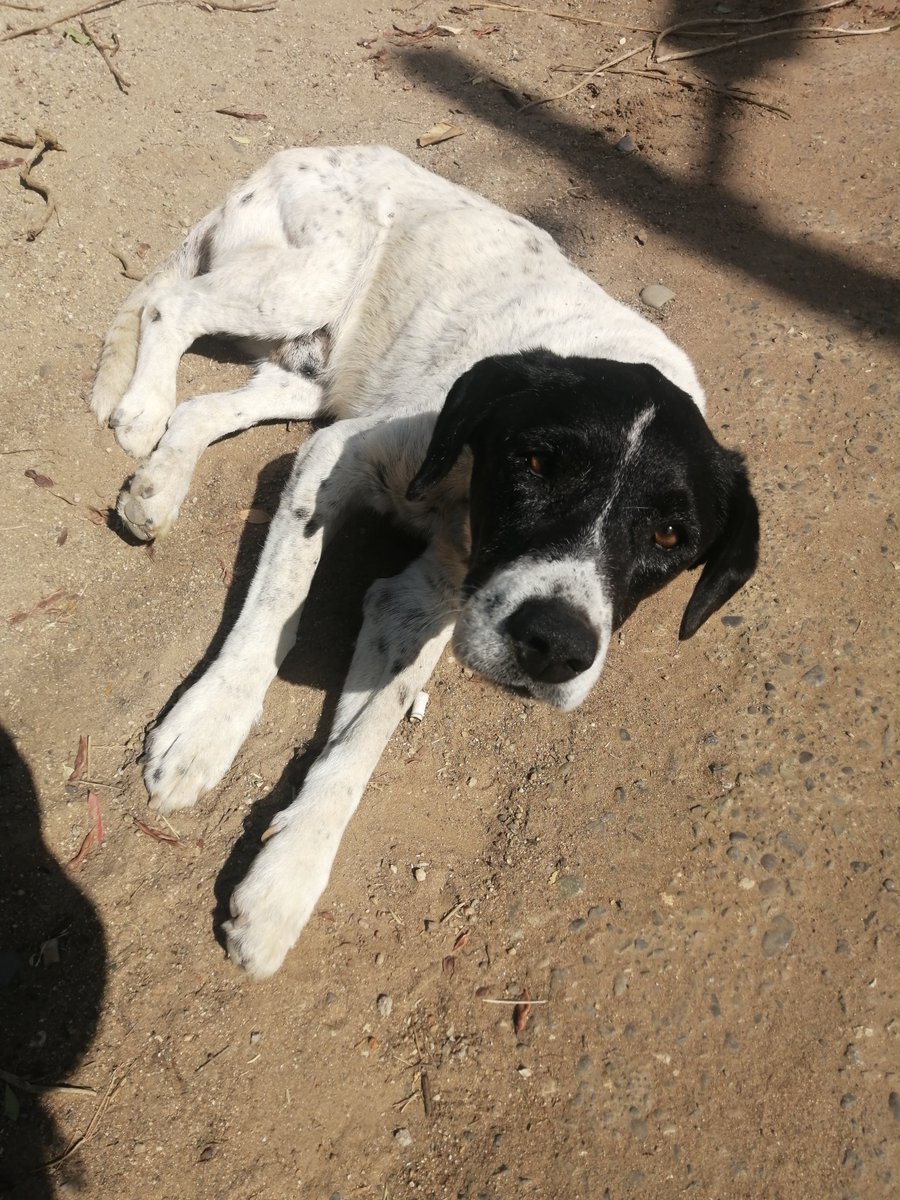 _ferna_isi's tweet photo. Por favor alguien tiene alguna casa mediana o grande que pueda regalar a éstos 3 perritos comunitarios en Algarrobo (Sector El Canelo). Hoy la negrita estaba mojada caminando en la calle y no tienen dónde resguardarse. @urrutia_sonia  @Algarroboplaya @veronik_aliaga https://t.co/D0HNP2kAnT