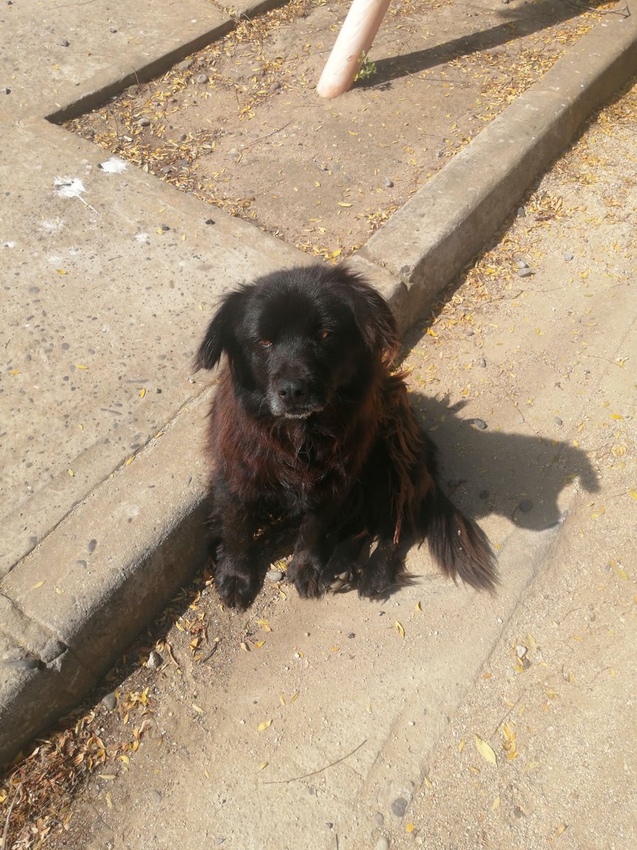 _ferna_isi's tweet photo. Por favor alguien tiene alguna casa mediana o grande que pueda regalar a éstos 3 perritos comunitarios en Algarrobo (Sector El Canelo). Hoy la negrita estaba mojada caminando en la calle y no tienen dónde resguardarse. @urrutia_sonia  @Algarroboplaya @veronik_aliaga https://t.co/D0HNP2kAnT