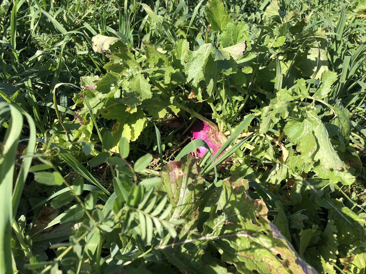 Lambing ewes showing a change in nutritional requirements. Radish’s starting to be targeted. Not so much the turnips(yet). Vetch and oats still being consumed. #eatyourveggies