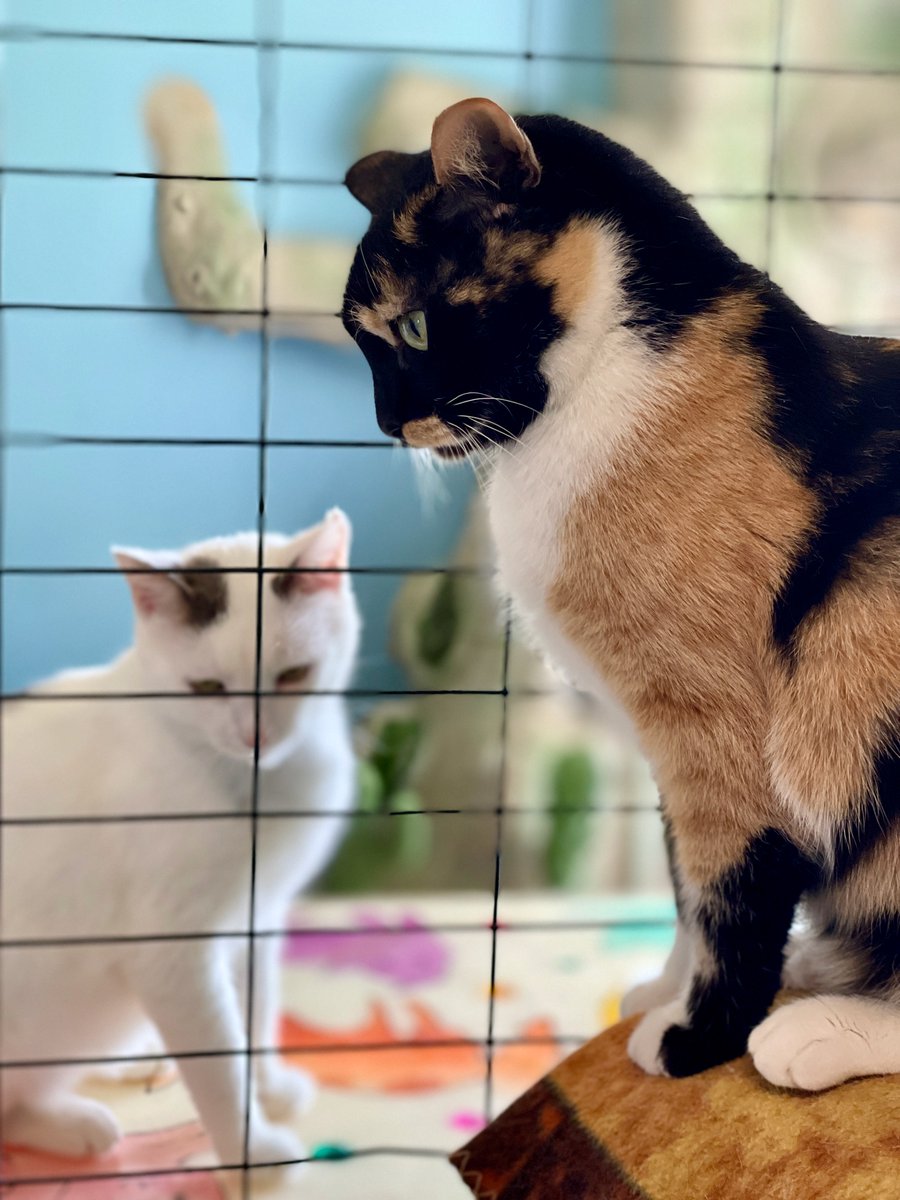 📺On today's #StraysOfOurLives Honey & Tig digest the conversation they overheard about moving Honey out of her private room & in w/Tig, Marigold & Moonbeam. #AdoptDontShop #cats #cat #monday #MondayMood #virginia #va #nva #nova #dc #drama #Soapoperas #SoapOpera #pets #animals
