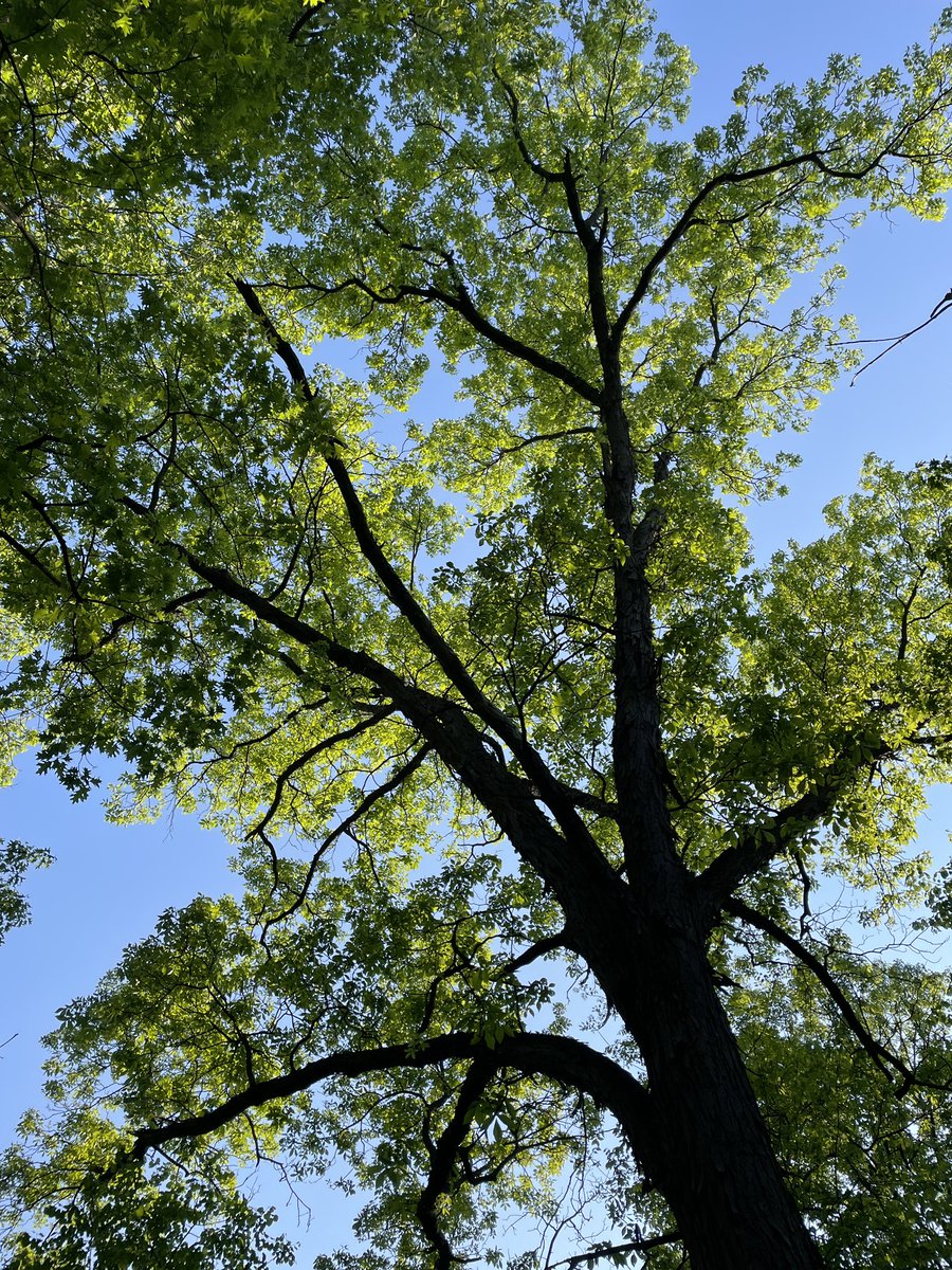 seanmhoban's tweet photo. I’d never noticed may apple flowers before. They’re gorgeous! Also some oaks for fun. @dupageforest @DuPageCounty @SustainDuPage #prairiepath https://t.co/YuZ9hKkpIn