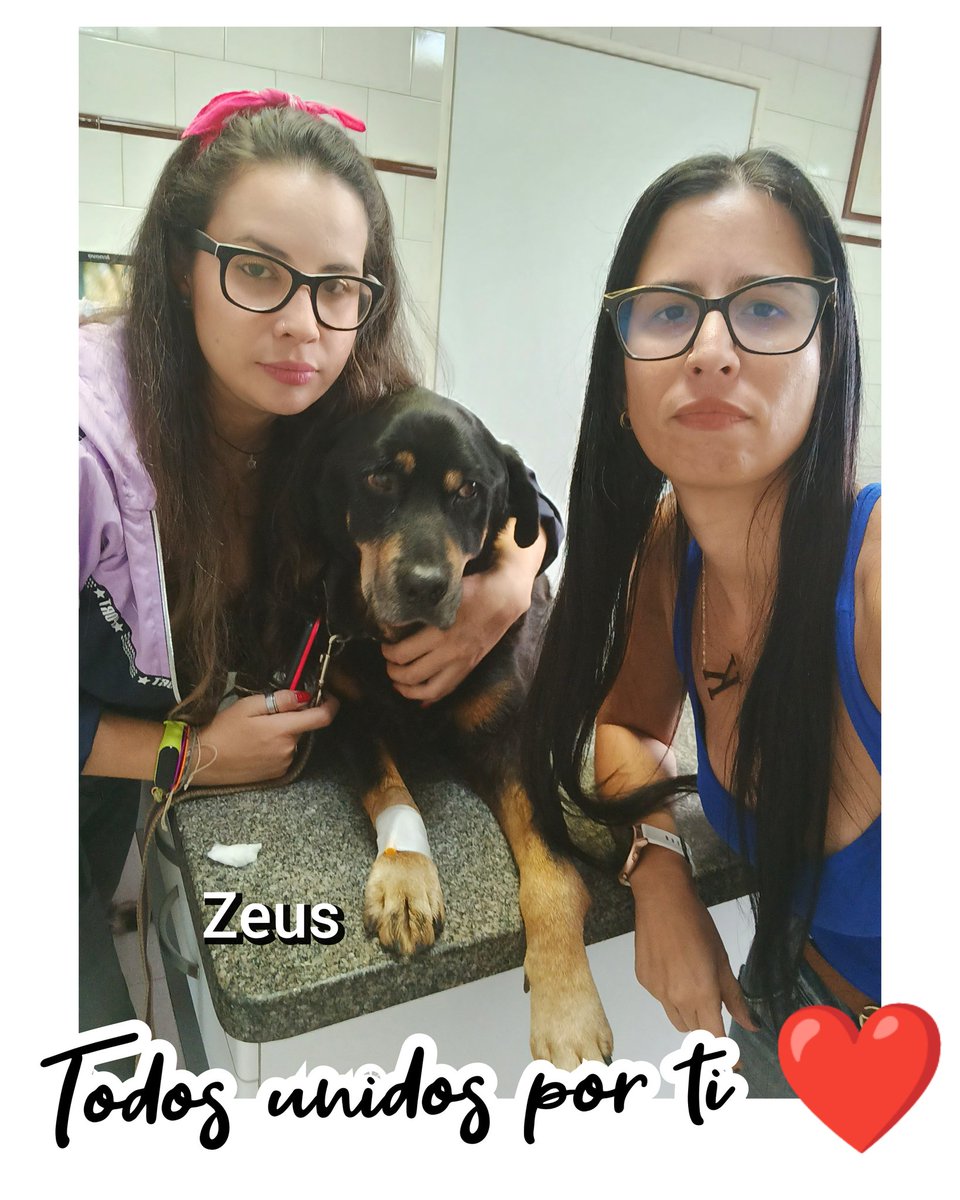 Dejen aquí mucho amor para Zeus a través de sus palabras y bonita energía 💙
(HOSPITALIZADO) 🙏🏼 en la Clínica.

Lo habían condenado a una muerte segura. Estamos luchando por cambiar el rumbo de su historia desde que lo rescatamos muriéndose e inflamado 🐶
