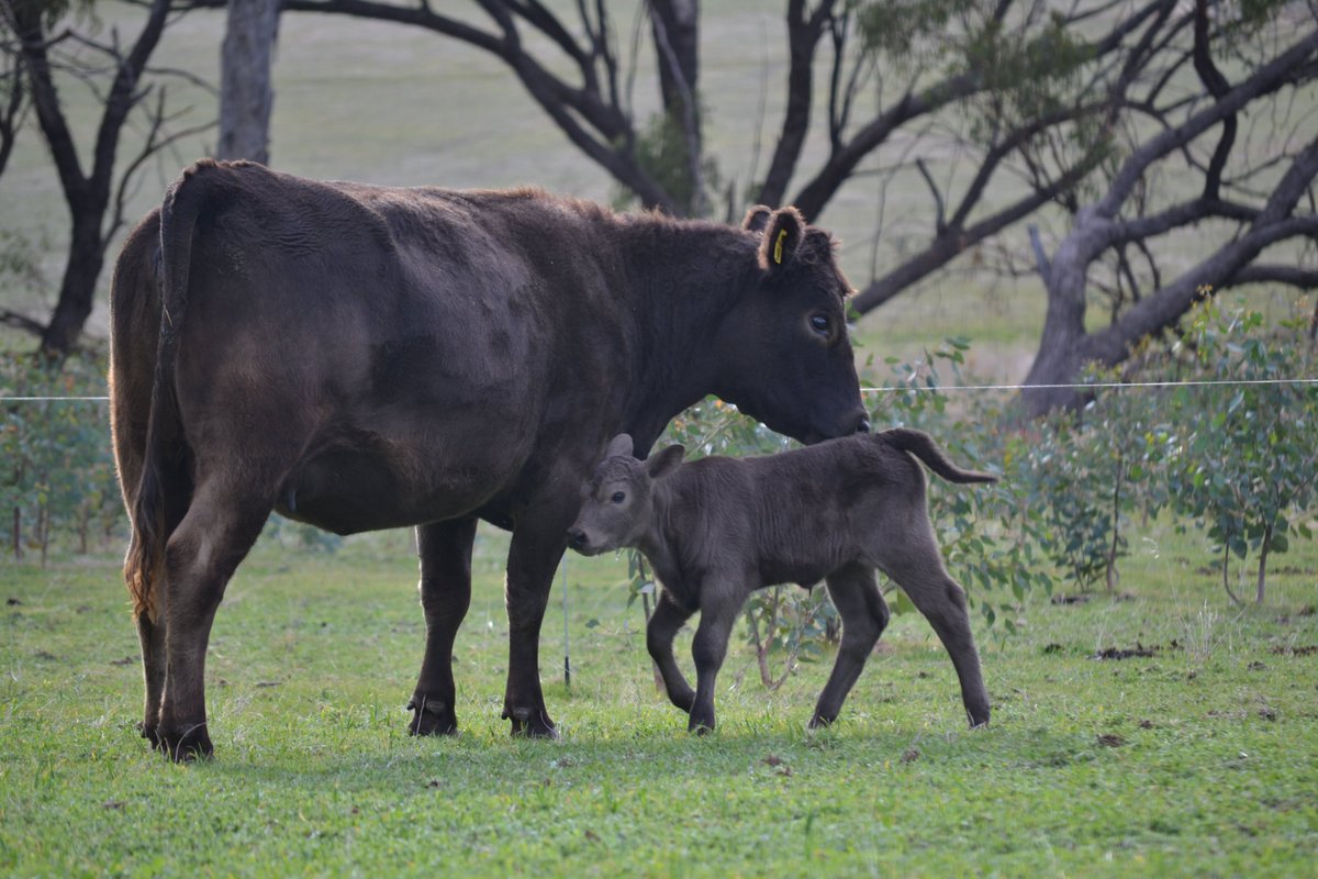 Muresk Institute tweet media