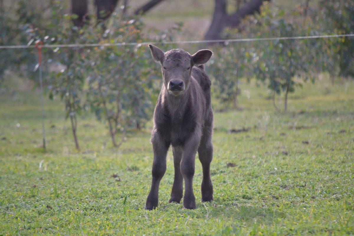 Muresk Institute tweet media