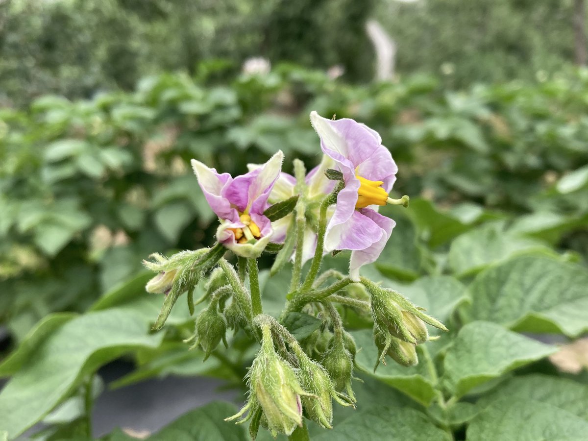 지금이 감자꽃 필무렵