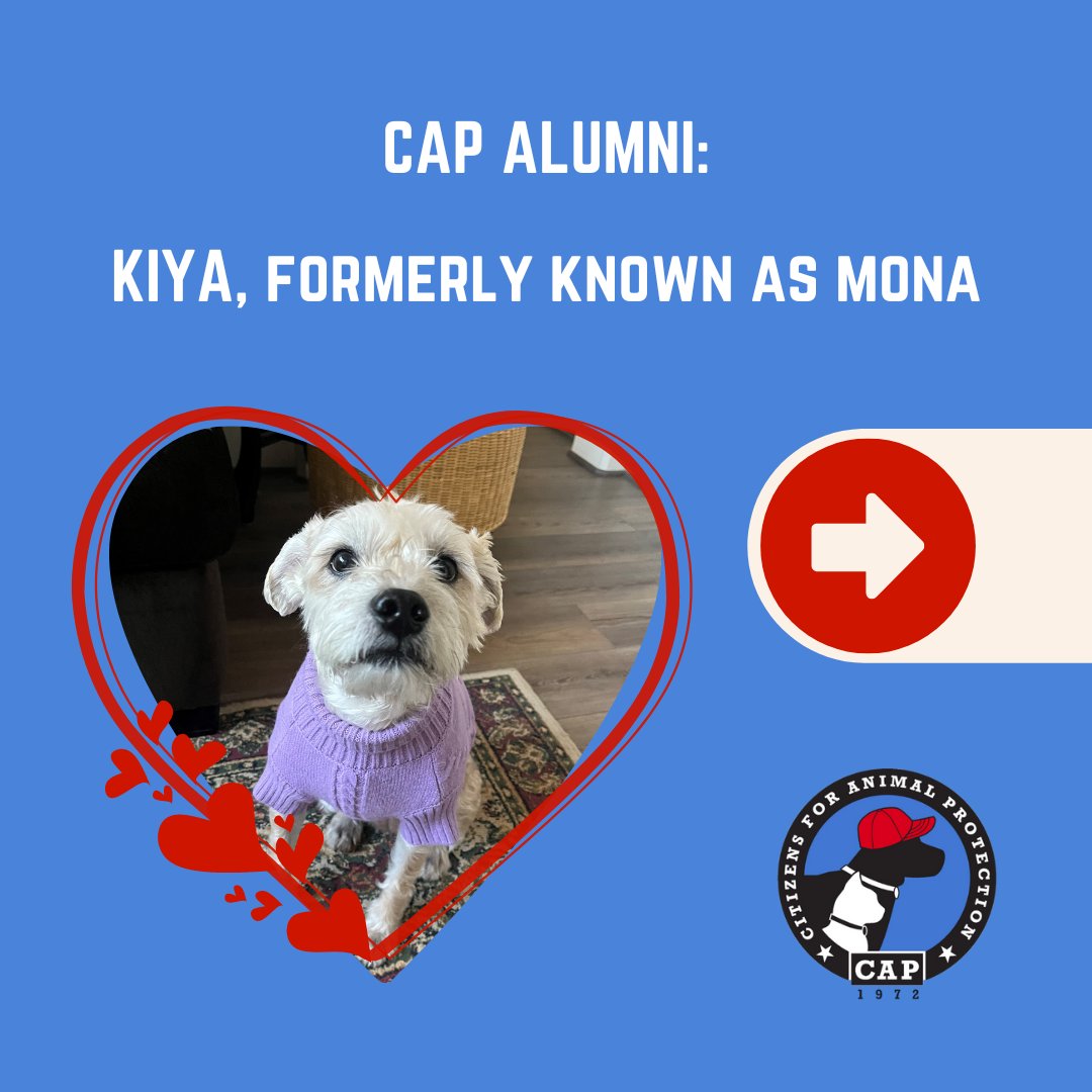 CAP4pets tweet media