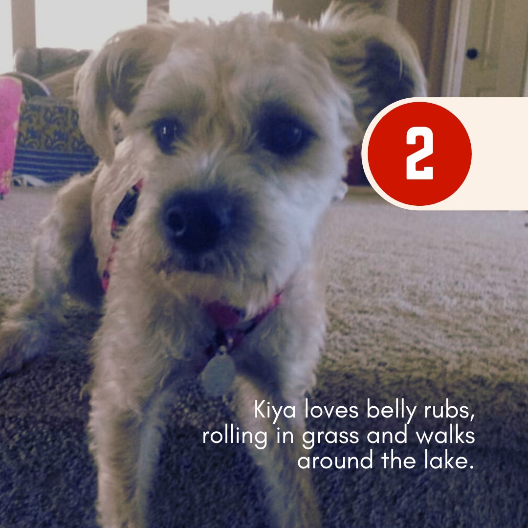 CAP4pets tweet media