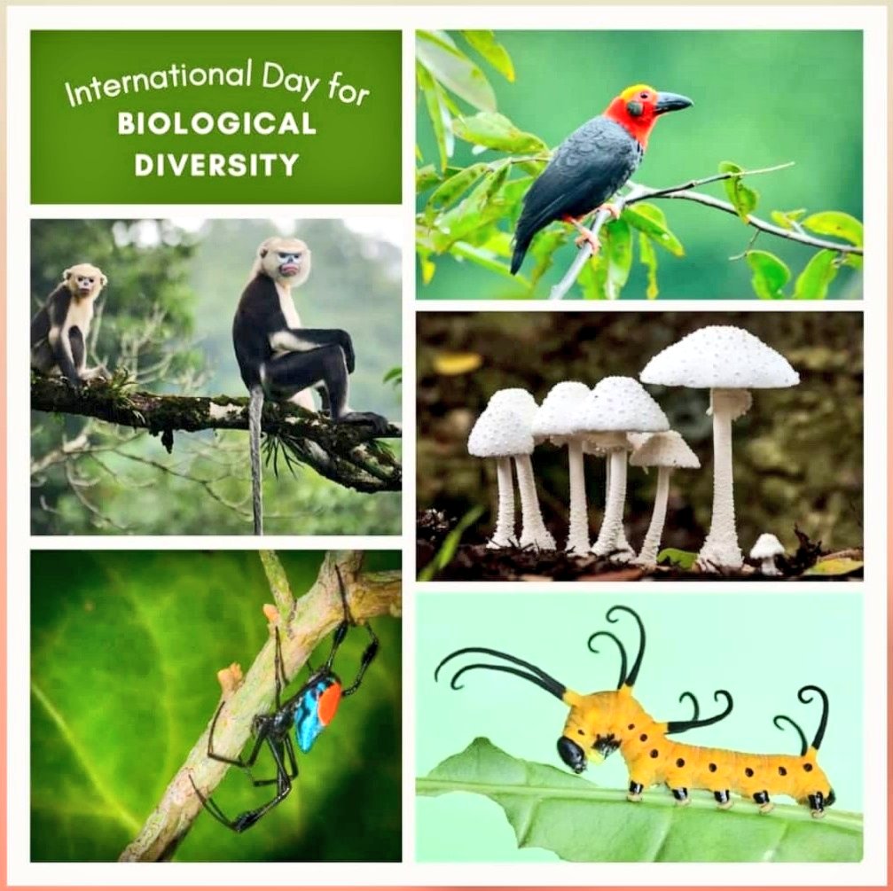 विश्व जैव विविधता संरक्षण दिवस" पर हम सब संकल्प ले!
संसार में बने रहें विभिन्न प्रजातियों के जीव, ताकि बना रहे स्वस्थ पारिस्थितिकी तंत्र और बनी रहे धरा अपने सुंदरतम रूप में,तभी निःसंदेह बने रहेंगे हम सब भी
#विश्व_जैव_विविधता_दिवस की आप सभी को शुभकामनाएं।
#WorldBiodiversityDay