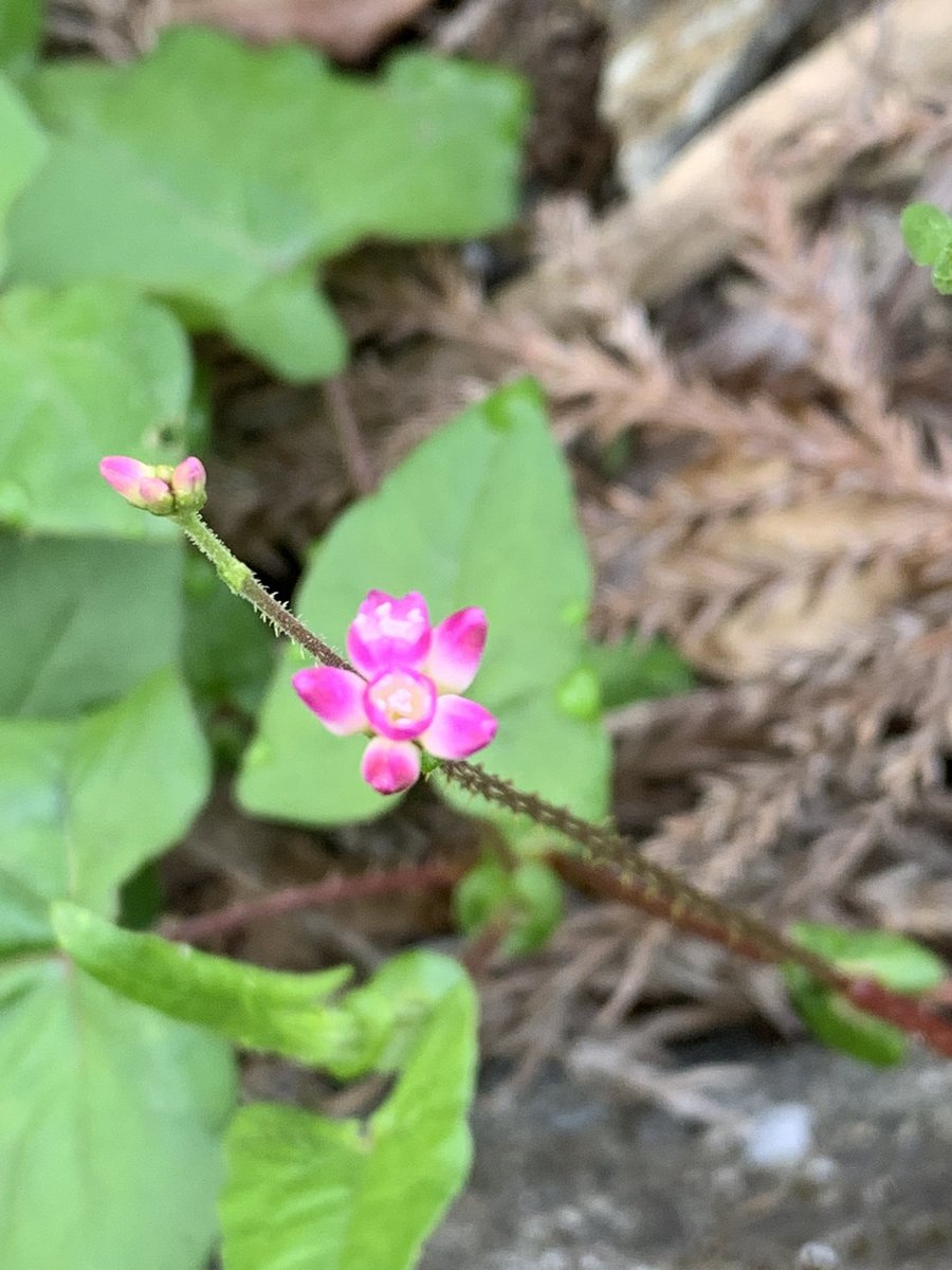 らんまんを見るようになって、道端の小さな花に目がいくようになった🌸
直径6mm……まだ蕾みたいやね…🤭
名前、何？
