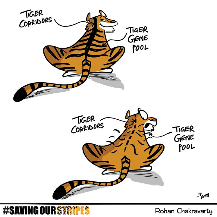 The link between corridors and gene pools, as demonstrated by the national animal.

Happy #WorldBiodiversityDay !

Cartoon for @timesofindia

More on savingourstripes.timesgroup.com/ProjectTiger 

#tigers #tigerconservation #projecttiger  #greenhumour #cartoons #wildlife #BiodiversityDay #scicomm