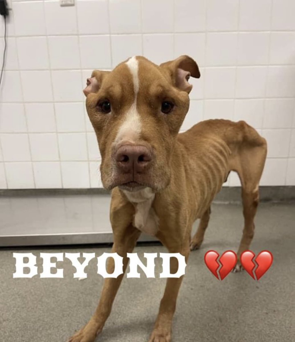 Doral, FL 🚨🚨URGENT RESCUE NEEDED🚨🚨 MUFASA, very sweet boy, left on the street, severe underweight & malnourished. Miami-Dade Animal Services Mufasa - #A1996366 - 35 Lbs - Male - American Bulldog - Intake on 5/20/23 Contact:adoptmiamipets@miamidade.gov ☎️ 305-884-1101.