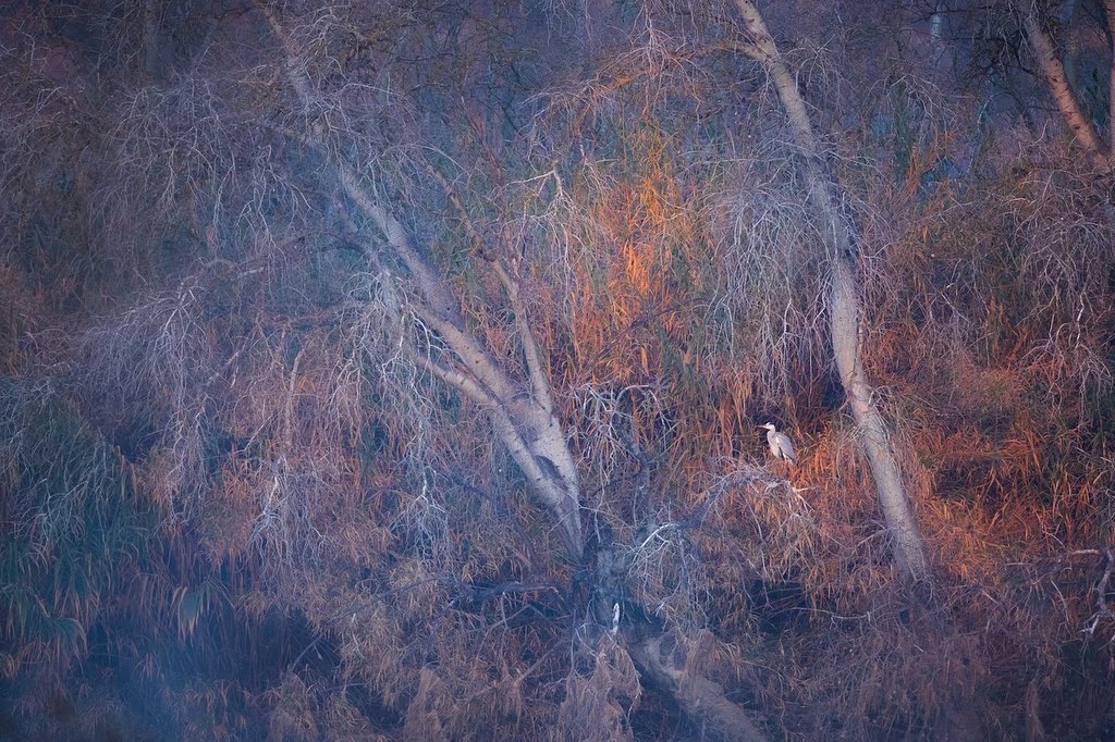 DeltaBirdingF's tweet photo. Un any més, el Delta Photo Contest s’està preparant per rebre l’entrada de les vostres fotografies d’aus d’aquesta edició. 📷🦉 Per anar escalfant motors, us recordem algunes de les imatges guanyadores i finalistes del #DBF22. 
Estigueu atents a les pròximes notícies del #DBF23! https://t.co/eGTzQfgIK4