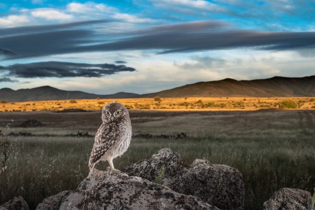 DeltaBirdingF's tweet photo. Un any més, el Delta Photo Contest s’està preparant per rebre l’entrada de les vostres fotografies d’aus d’aquesta edició. 📷🦉 Per anar escalfant motors, us recordem algunes de les imatges guanyadores i finalistes del #DBF22. 
Estigueu atents a les pròximes notícies del #DBF23! https://t.co/eGTzQfgIK4