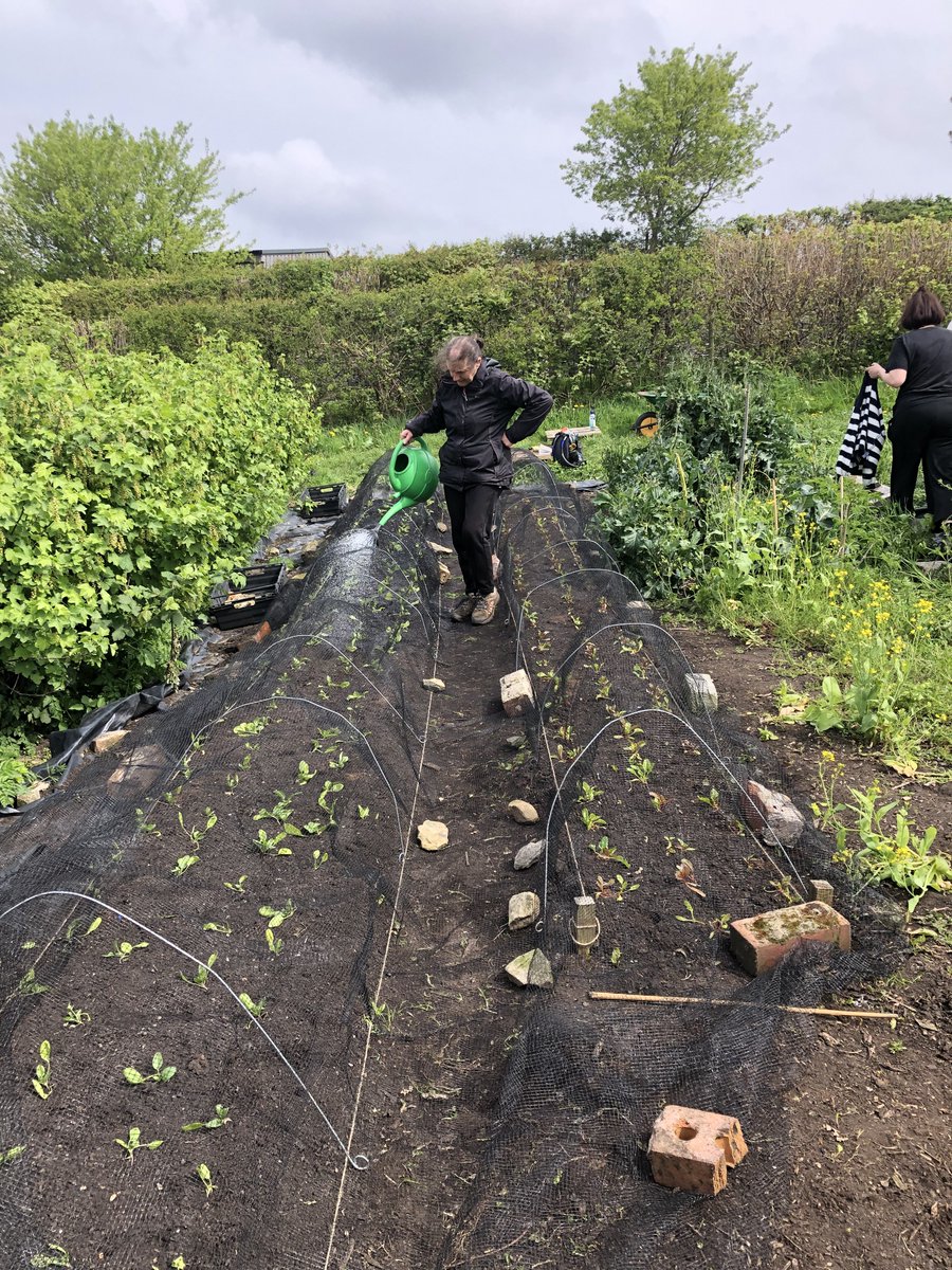 TheFoodWorksSHF's tweet photo. We had a really amazingly productive day at the farm 🌱

Clearing the weeds around the currants, mulching them and sewing leeks! 

Well done team! 💚

#volunteering #EatBetter #FoodStrategy #FoodWorks #foodwaste #volunteer #Sheffield #belliesnotbins #teamwork https://t.co/P74JYYqVm1