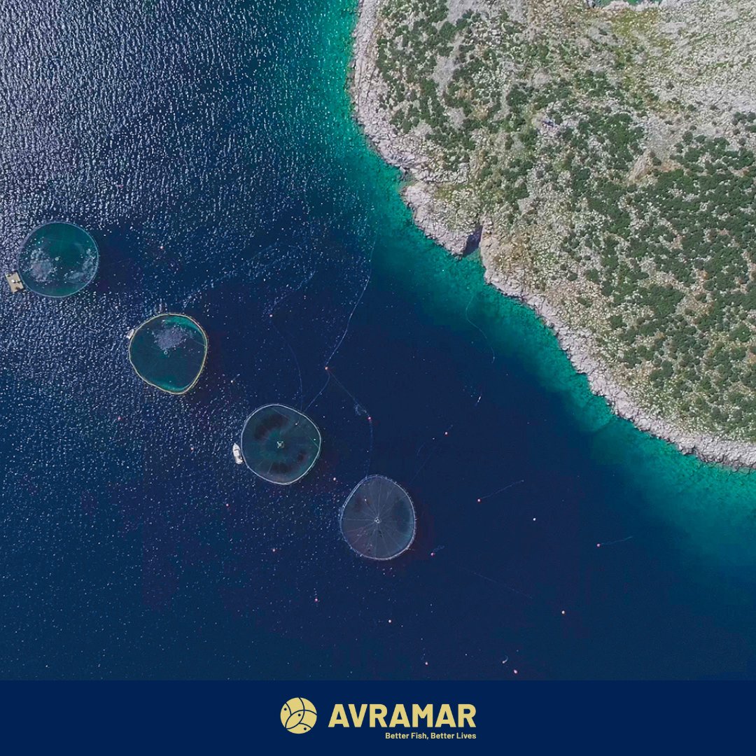 AVRAMAR Seafood tweet media