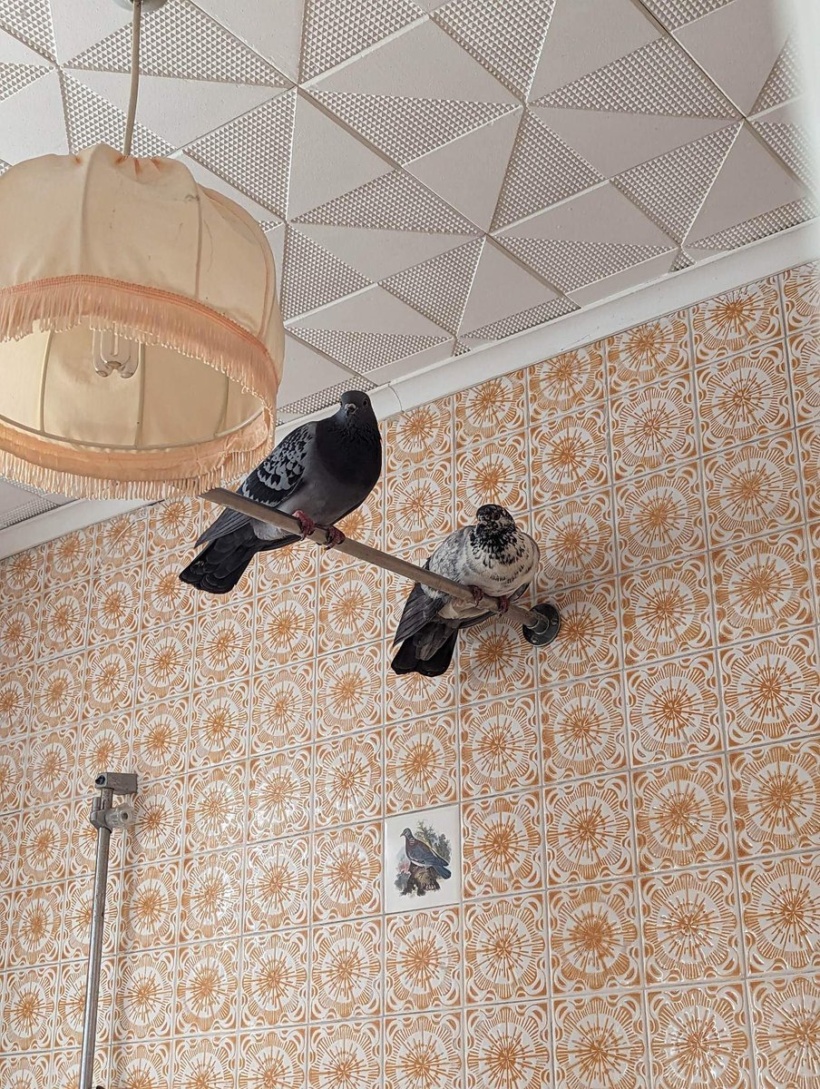 charlubby's tweet image. my friend video called me because a pigeon had flown into his bathroom and he didn’t know what to do. i told him to keep me updated, 10 minutes later he sent this