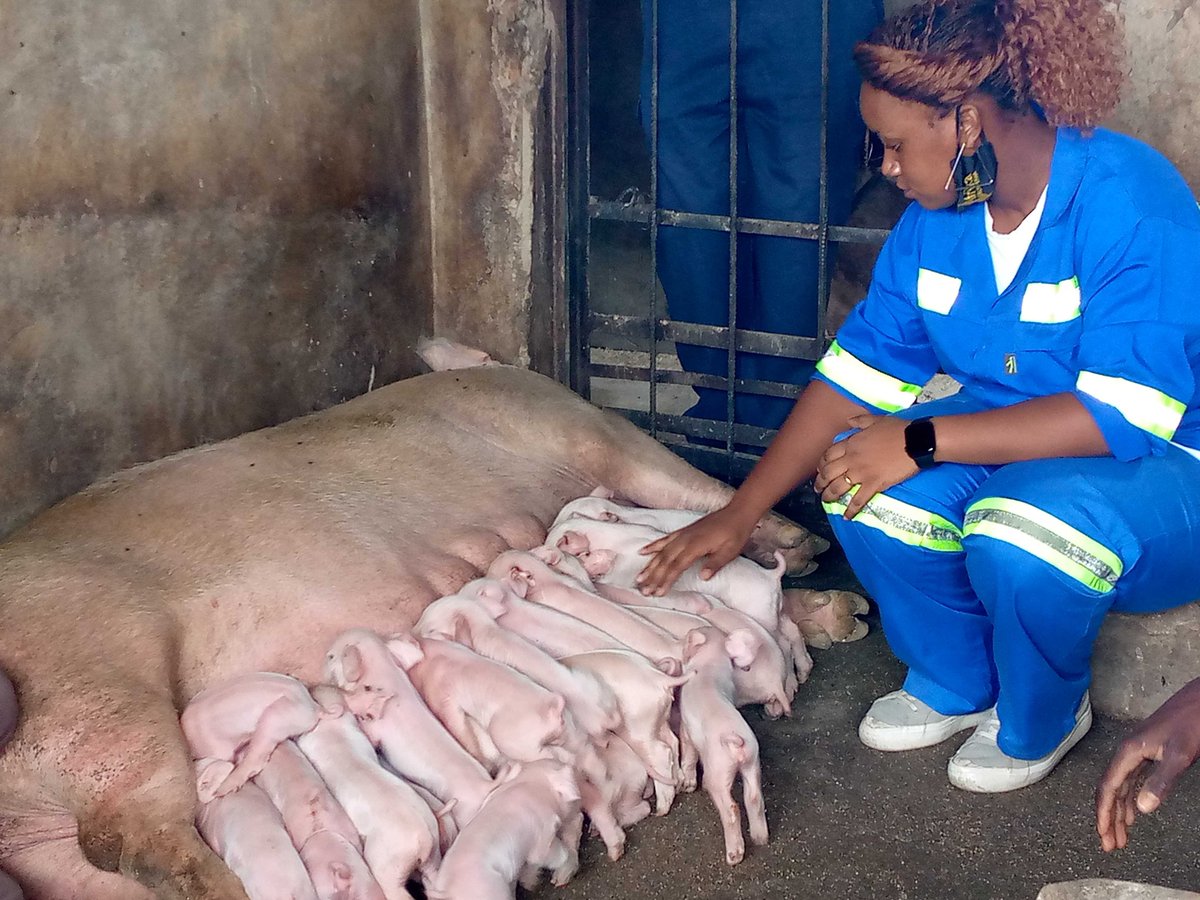 agribusinesszw's tweet photo. We have created a WhatsApp group exclusively for Pig farmers to interact and discuss everything and anything related to pigs. This group will provide you with a platform to connect with other pig farmers, share your experiences, and learn from each other

https://t.co/SnjMk8Bc2n https://t.co/QDVhyuwSrB