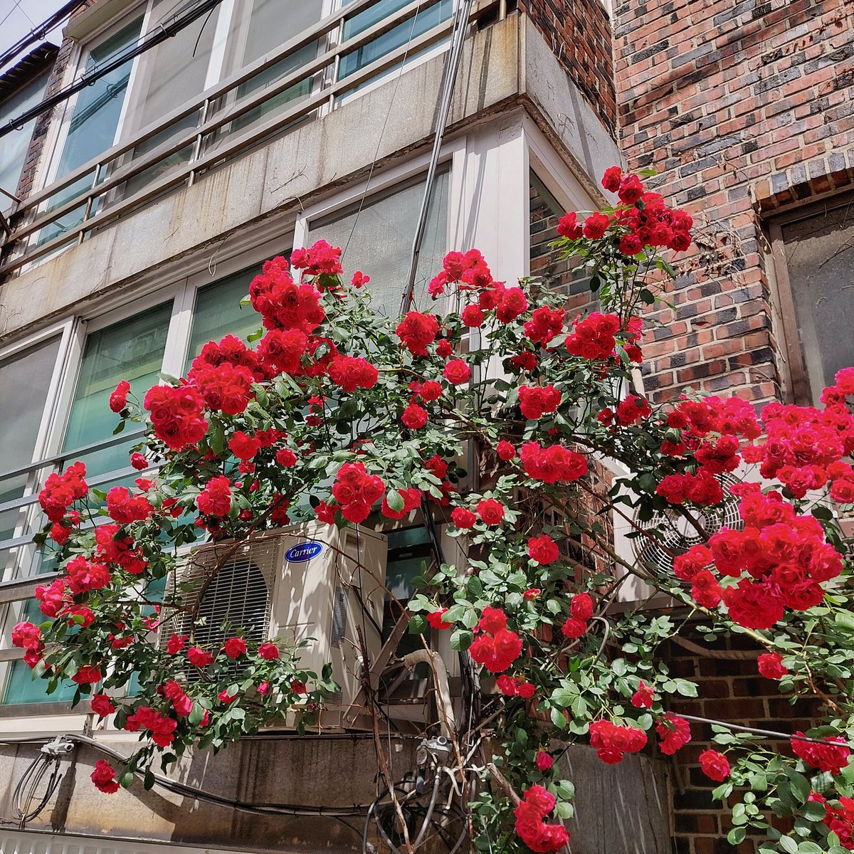 dontmakemeblue0's tweet photo. 장미의 계절🌹 https://t.co/Pa1ogXfqdo