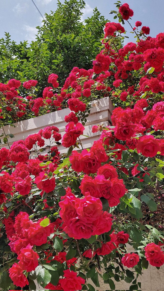 dontmakemeblue0's tweet photo. 장미의 계절🌹 https://t.co/Pa1ogXfqdo
