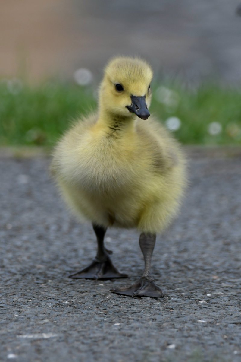 Neale Smith tweet media