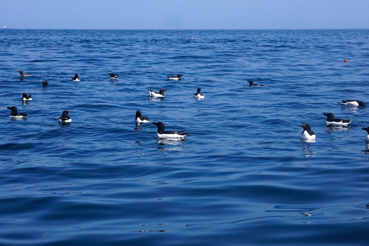 Blue Coast Surf & Paddle on Twitter "Razorbills always remind me of X