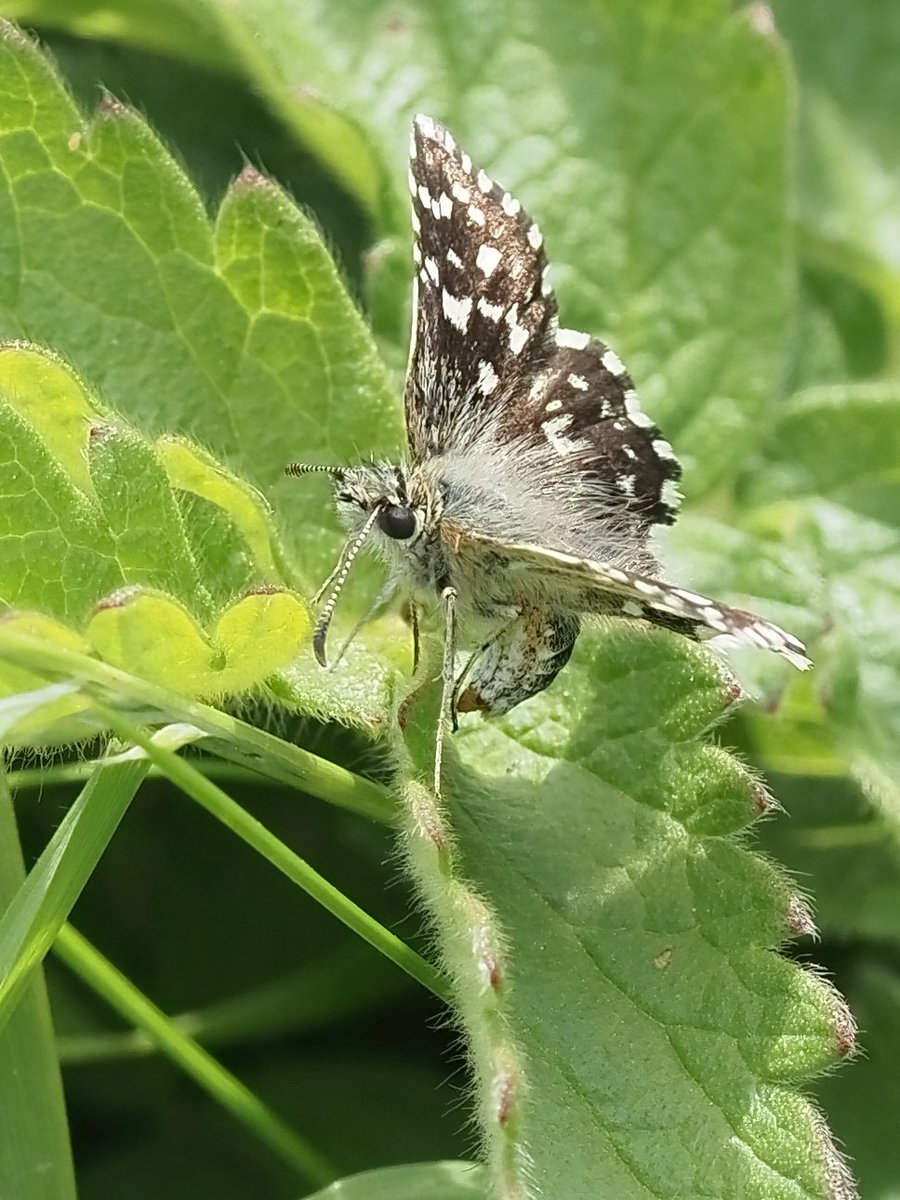 Looks like this Grizzled Skipper #butterfly is laying an egg in a #cambridgeshire #meadow . @wildlifebcn @ukbutterflies @savebutterflies @bbcspringwatch @OlympusUK @AP_Magazine    #grizzledskipper