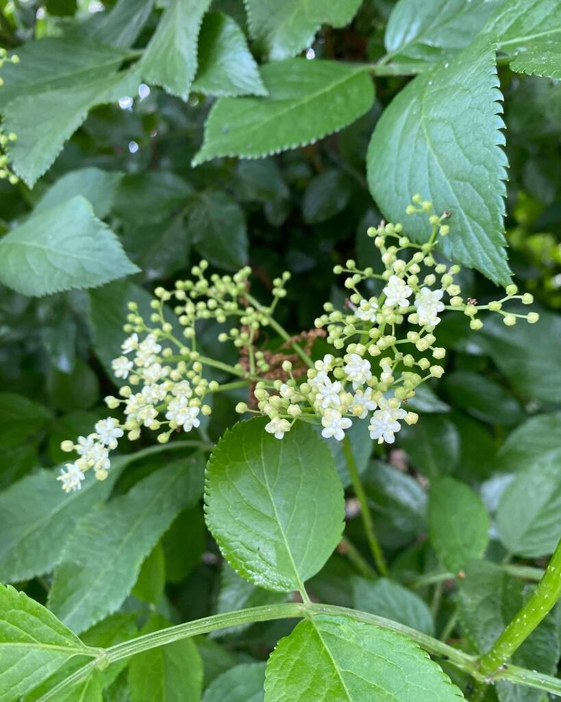 QueensPromenade's tweet photo. I vote we make #qpfelderflowerchampagne with it ๐คฉ๐พ #elderflower #elderflowerchampagneqpf #elderflowerchampagne #queenspromenadefriends #qpf #queenspromenade #surbiton #kingstonuponthames https://t.co/0uTbjg0SDC https://t.co/SM7S22MHGk