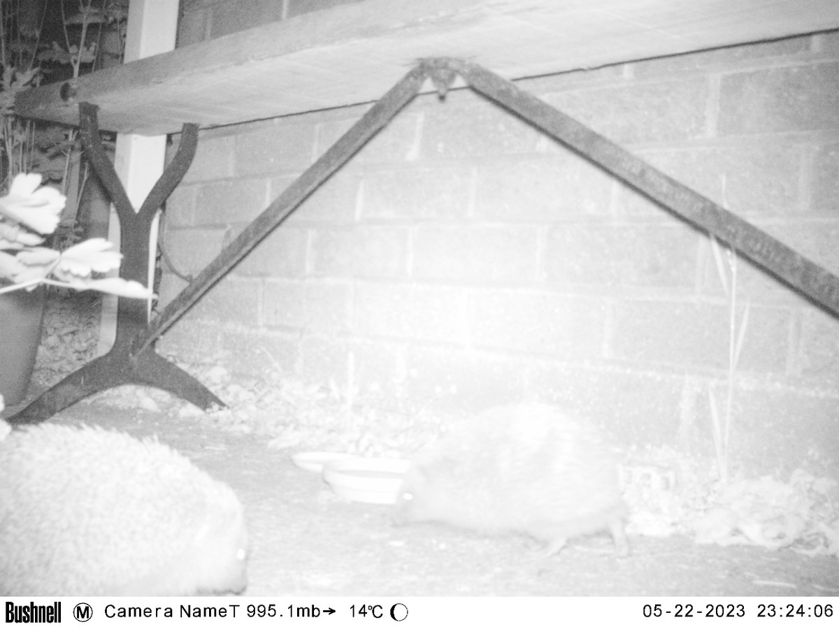 Simon Clarke (@swtsimonc) on Twitter photo Not one, but two hedgehog caught on the trail camera last night. I think they might have been getting a bit territorial! <a href="/SomersetWT/">Somerset Wildlife Trust</a> <a href="/Mammal_Society/">Mammal Society</a> <a href="/hedgehogsociety/">Hedgehog Society</a> Not one, but two hedgehog caught on the trail camera last night. I think they might have been getting a bit territorial! <a href="/SomersetWT/">Somerset Wildlife Trust</a> <a href="/Mammal_Society/">Mammal Society</a> <a href="/hedgehogsociety/">Hedgehog Society</a>