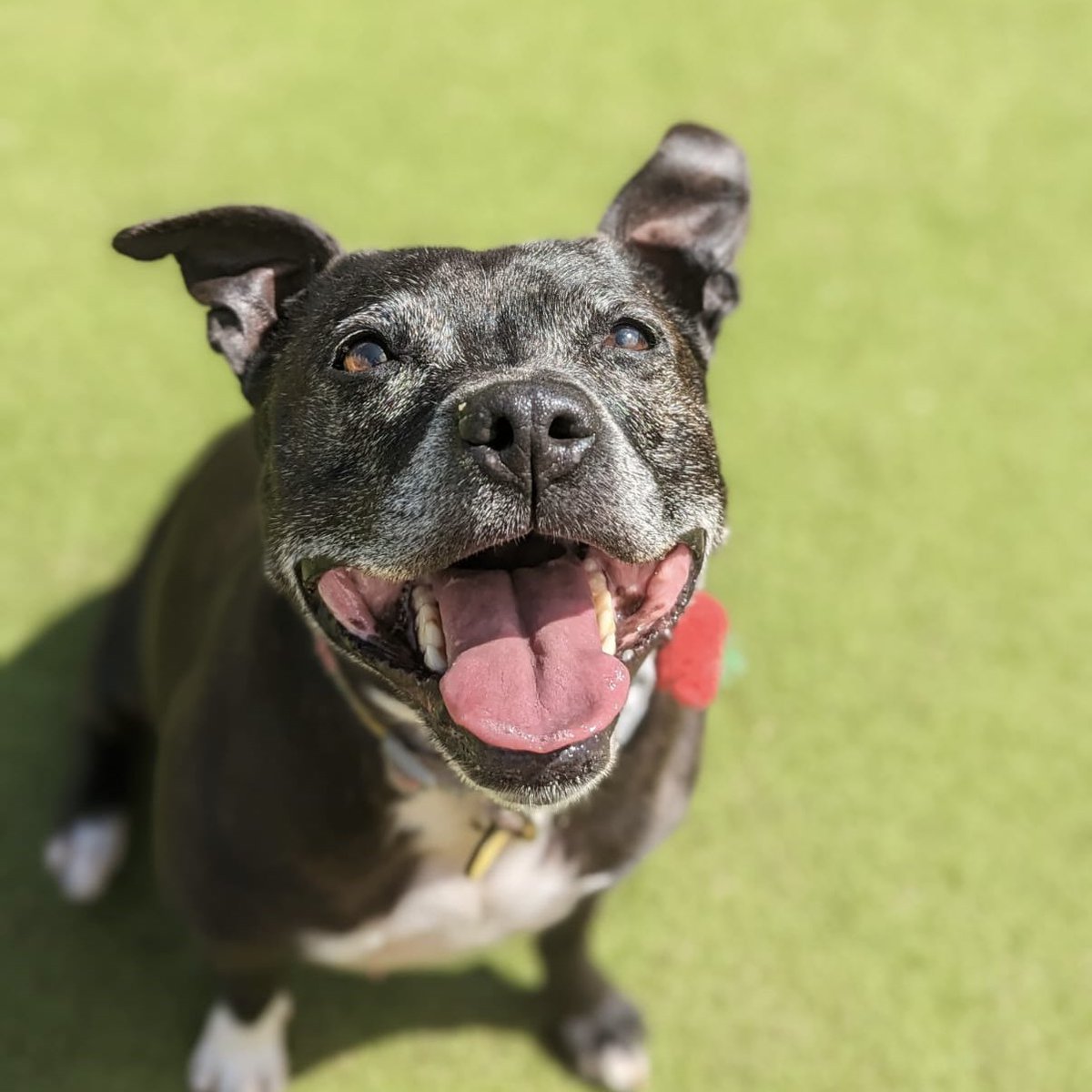 #Sunshine and Cheeka’s beautiful face…. the perfect way to start the week! 😍☀️🐶

Meet her👉 dogstrust.org.uk/rehoming/dogs/…

#adoptdontshop #rehome #ineedahome #staffy #staffysmile #mondaymotivation @DogsTrust
