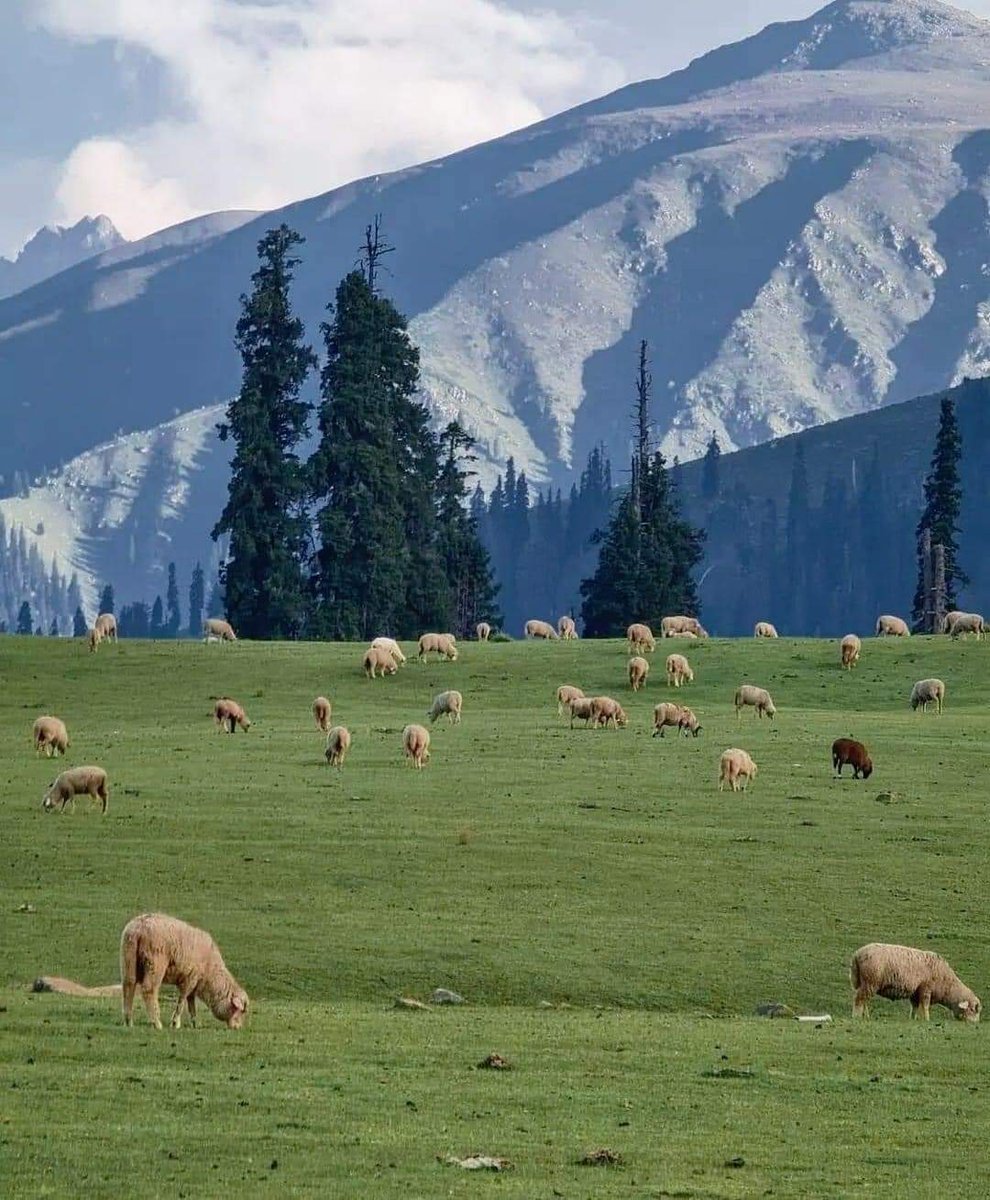 ChRoshanHussain's tweet photo. Few things about #Chatabal
In the South East of kashmir lies a Very beautiful "V" shaped valley
"Kuthar"Naturally designed very wonderfull located between the valleys of Kokernag &amp; Pahalgam
@OfficeOfLGJandK @manojsinha_  @DivisionalComm1 @DCAnantnag @DrJitendraSingh @drdarakhshan https://t.co/uGGYeLnFnr