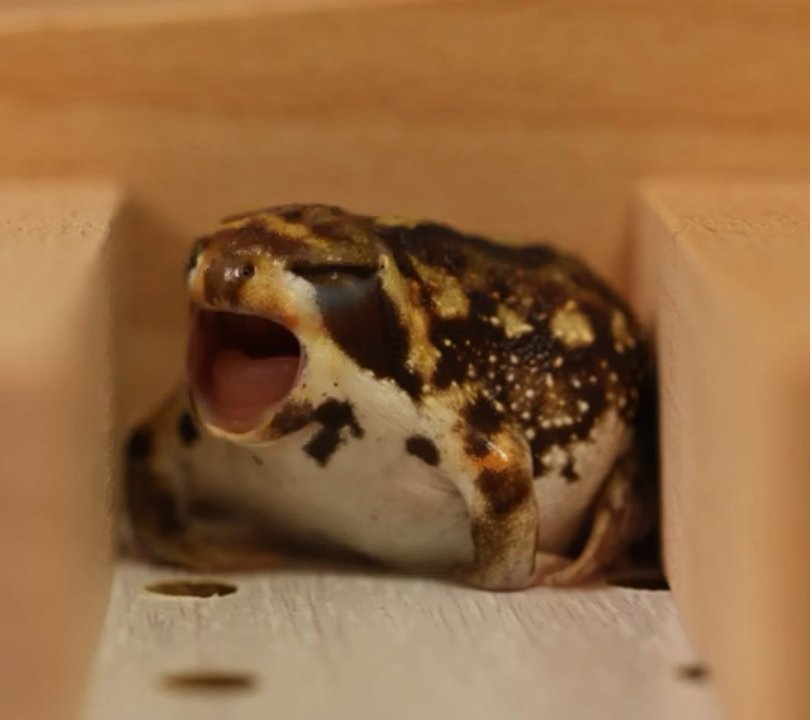 Aveces soy como esta rana durante el día, la tarde y la noche.... 
Bueno, soy así todo el tiempo 😅😂
#rana #cute #bostezar