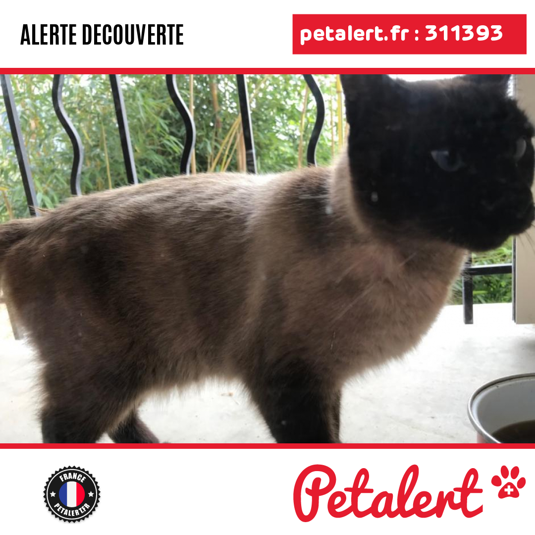 petalert_france's tweet photo. Trouvé #Chat #Drome #SaintJeanDeGalaure #Petalert #PetAlert26 / https://t.co/LoNFHBeLXJ https://t.co/h5SnZwtJyR