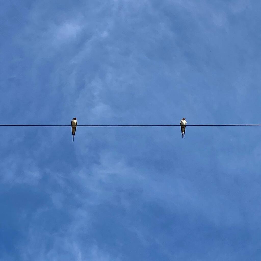 Mondays meetings. 
Take it outside. 
My all time favourites whom I could sit and watch for hours. Why not try and find a swallow to watch today or listen to some bird song. 
Wishing you all a great start to the week. 

#gotherebethere #nuturedbynature #e… instagr.am/p/CsiXjFBIeSX/